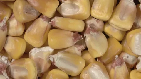 Rotation of corn close up. Corn grains. Macro image. 4K video. Stock Footage 143730094