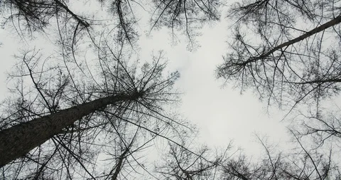 Rotation of drark tree tops in winter forest shot from below looking up Stock Footage 125663276
