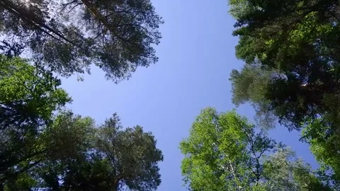 Rotation in the forest in summer. Stock Footage 172166391