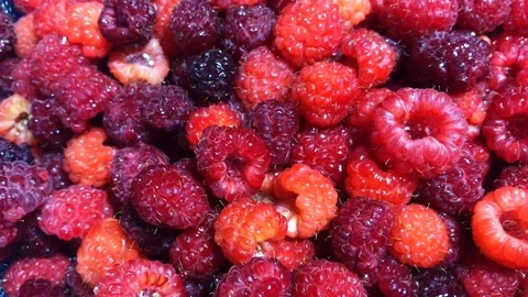 Rotation Fresh Red Raspberry Background. Ripe fresh and juicy organic Stock Footage 111814729