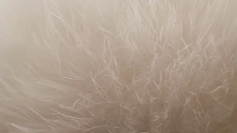 Rotation Fur Background Video stock 73114121