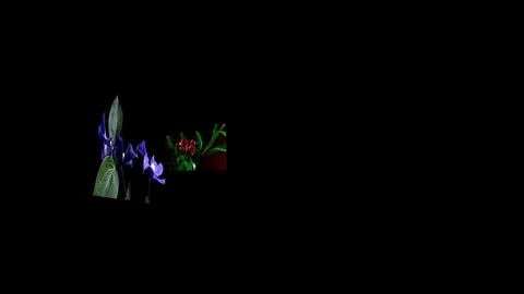 Rotation of images of flowers Stock Footage