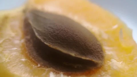 Rotation Macro Apricot Pit On Half Stock Footage 278555922
