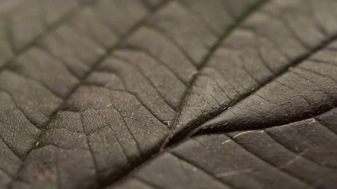 Rotation Macro Leaves Texture Stock Footage 97711074