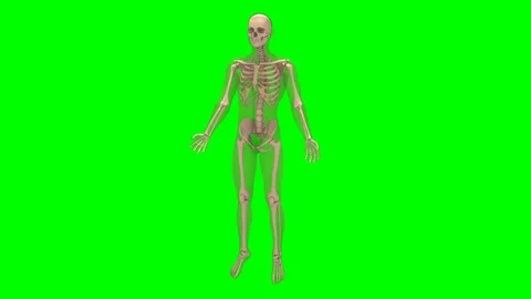 Rotation of a male skeleton. Stock Footage 114356992