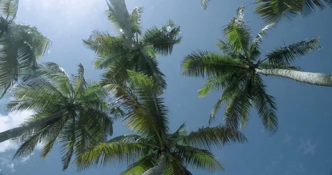 Rotation movement looking up at palm trees as leave rustle in the wind Stock Footage 124746138