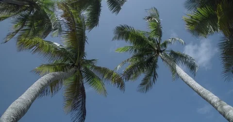 Rotation movement looking up at palm trees as leave rustle in the wind Stock Footage 124746445