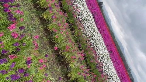 Rotation multicolor flower Stock Footage 325719512
