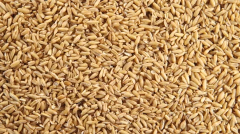 Rotation of a oat grains (background) Vídeos de archivo 59528712