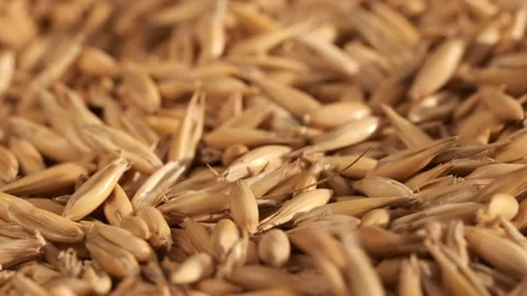 Rotation of oats close-up. The fall. Lots of grains. Slow motion video. Super Stock Footage 172816079