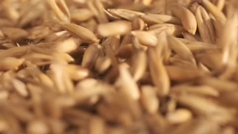 Rotation of oats close-up. The fall. Lots of grains. 4K video. Super macro. A Video stock 175224620