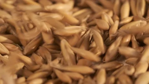 Rotation of oats close-up. The fall. Lots of grains. Slow motion video. Super Stock Footage 182244611