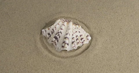 Rotation of a seashell lying in the center of sand circles. Close-up Stock Footage 171814925