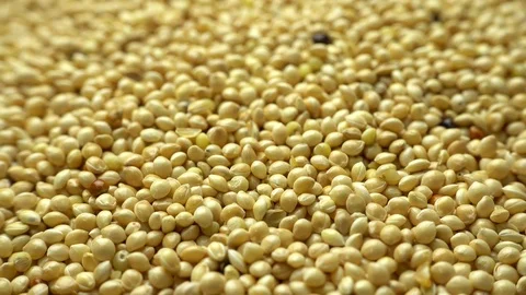 Rotation of seeds, close-up, 4K Stock Footage 89189658