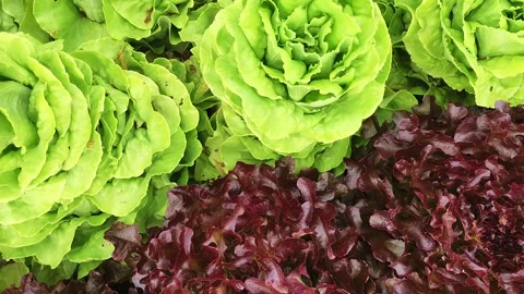 Rotation shot from above of two different kinds of salad Video stock 248380827