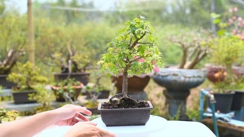 Rotation show 360 degrees Green Japanese Maple Bonsai tree. 스톡 동영상 106106830