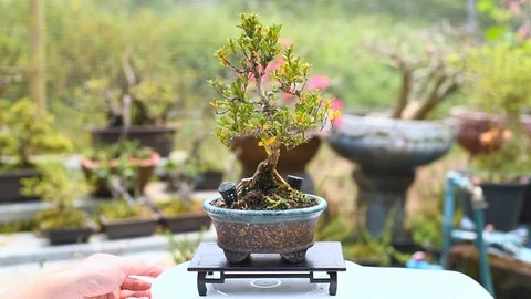 Rotation show 360 degrees mini Boxwood(Buxus) Bonsai tree. Stock Footage 106106884