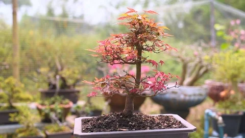 Rotation Show 360 Degrees Red Japanese Maple Bonsai Tree. Stock Footage 106106743