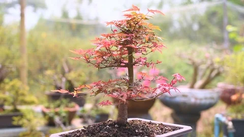 Rotation show 360 degrees the Red Japanese Maple Bonsai. Stock Footage 106106757