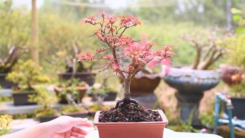 Rotation Show 360 Degrees Red Japanese Maple Bonsai Tree. Stock Footage 106106766