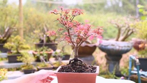 Rotation Show 360 Degrees Red Japanese Maple Bonsai Tree. Stock Footage 106106773