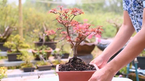 Rotation Show 360 Degrees Red Japanese Maple Bonsai Tree. Stock Footage 106106782
