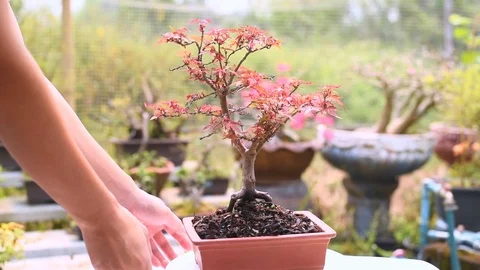 Rotation Show 360 Degrees Red Japanese Maple Bonsai Tree. Stock Footage 106106792