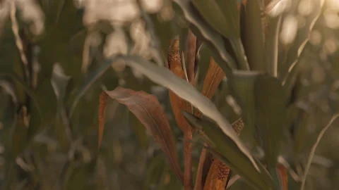 Rotation single withered corn plant in front of green maize field Stock Footage 146071251