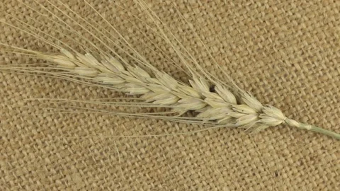 Rotation of the spikelet of wheat lying on sackcloth. Video stock 70259662