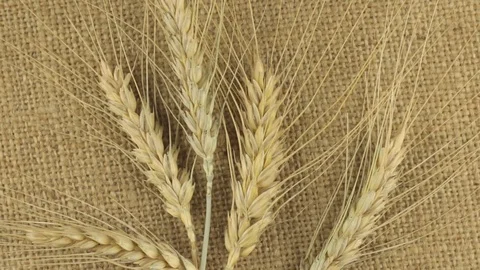 Rotation of the spikelets of wheat lying on sackcloth Video stock 69887813
