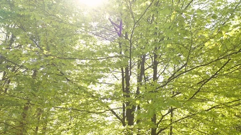 Rotation spring season tree flying Stock Footage 128932590
