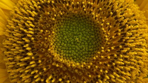 Rotation Sunflower Head Stock Footage 203487635