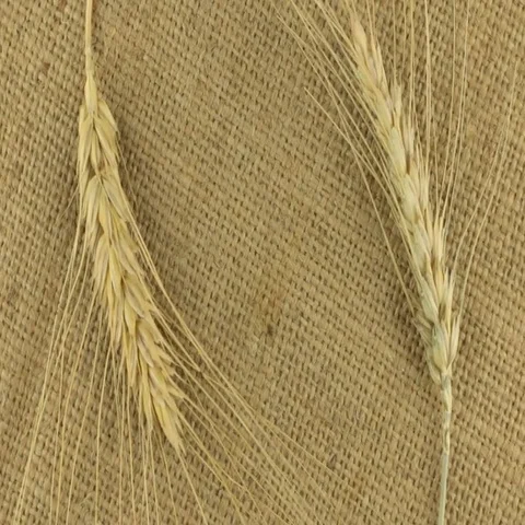Rotation of the two wheat spikelets on sackcloth with space for your text Video stock 69701980