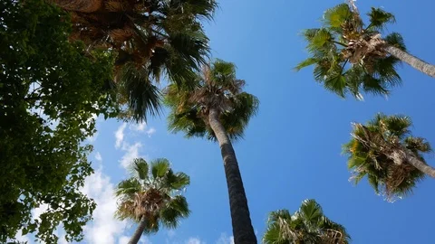 Rotation under the palm tree Stock Footage 116992991