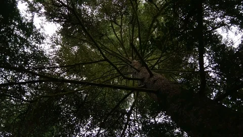Rotation under the pine tree Stock Footage 108206602