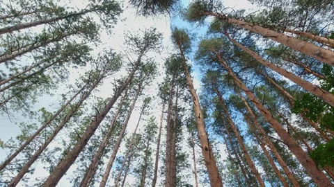 Rotation under pine tree tops. Summer coniferous forest from the bottom to .. Stock Footage 271691628