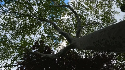 Rotation under the plane tree Stock Footage 108206601