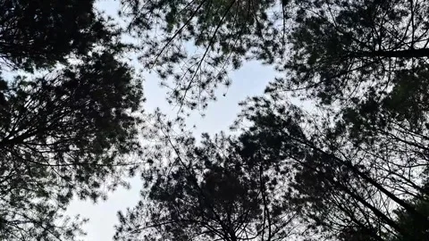 Rotation view of Pine forest Vídeos de archivo 248245957