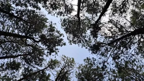 Rotation view of Pine forest Vídeos de archivo 248245962