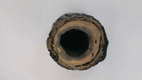 Rotation of the walnut trunk with a void inside. An unusual tree trunk. Stock Footage 83266458