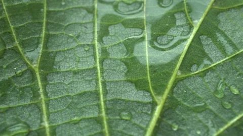 Rotation Wet Green Leaf Tree Stock Footage 196578472