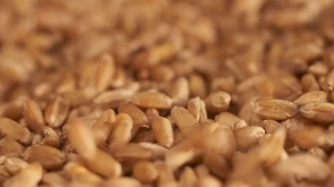 Rotation of wheat close-up. The fall. Lots of grains. Slow motion video. Super Stock Footage 172559345