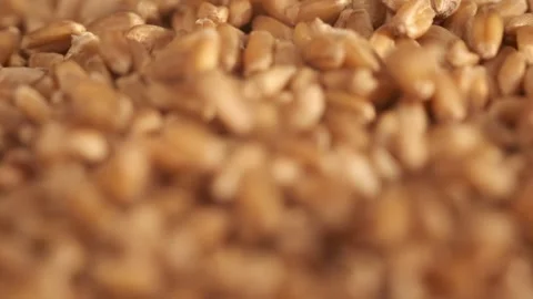 Rotation of wheat close-up. The fall. Lots of grains. Slow motion video. Super Stock Footage 172559357