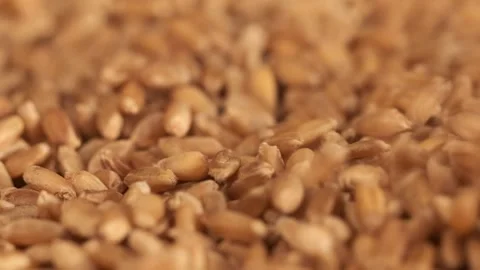 Rotation of wheat close-up. The fall. Lots of grains. Slow motion video. Super Stock Footage 175225221