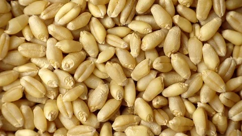 Rotation of wheat grain, close-up, 4K Video stock 89189608