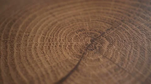 Rotation Wood Slice Background Stock Footage 150630797
