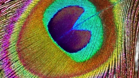 Rotational feather Stock Footage 315698933