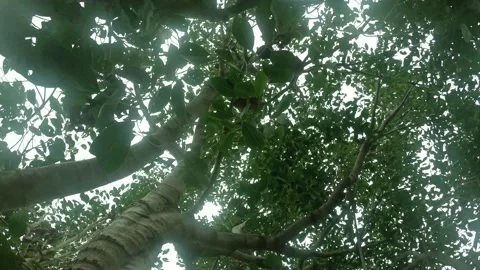 Rotational tree 스톡 동영상 152521761