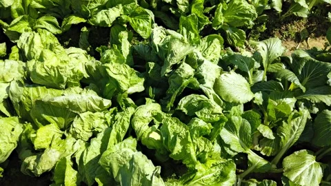Rotational view of green vegetable on the field timelapse Stock Footage 231976011