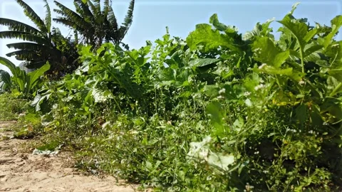 Rotational view of vegetable and crop fileds Stock Footage 231846782